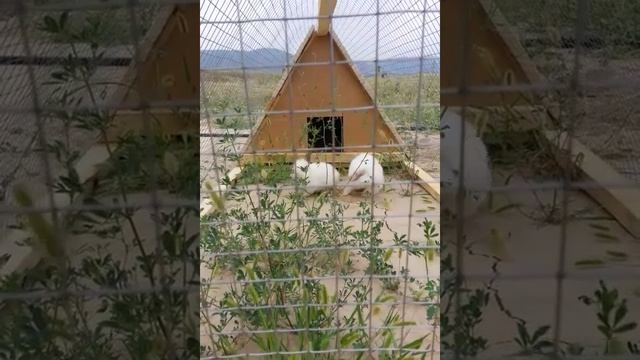 Переносной домик для кроликов. Кроличий трактор смотреть онлайн