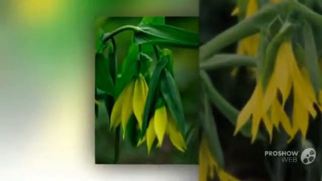 Uvularia - garden plants смотреть онлайн