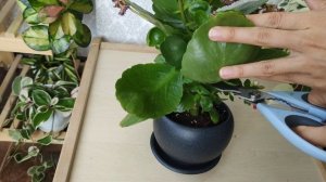 Каланхоэ Блоссфельда. Обрезка после цветения. Как Помочь каланхоэ зацвести.