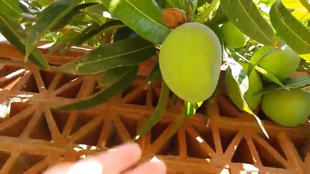 Манго смотреть онлайн