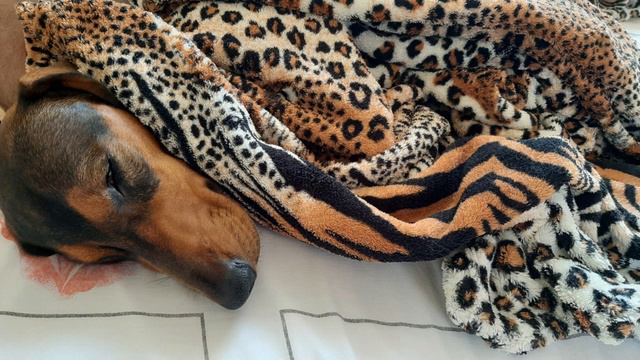 КАК ЧАРЛИ СЛАДКО СПИТ. ПРИКОЛЬНЫЕ ФОТКИ смотреть онлайн