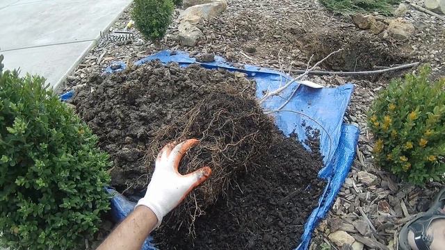 Planting Magnolia Genie: A Step-by-Step Guide to Growing Your Own Magical Tree смотреть онлайн