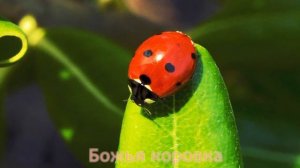 Карточки Домана Часть 5 Насекомие!