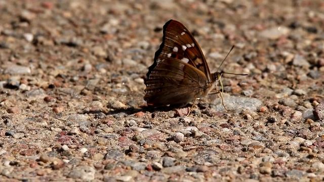 Переливница тополевая. Apatura ilia. Насекомые Беларуси. смотреть онлайн