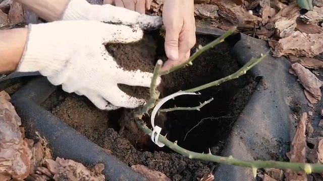 Как сажать Розы с Мульчой из Коры? смотреть онлайн