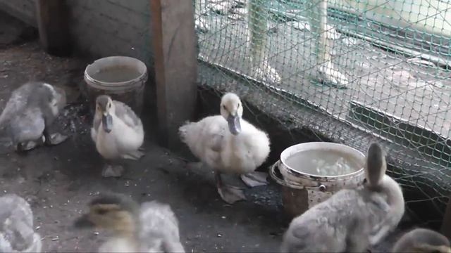 Селезень или уточка, кто знает? смотреть онлайн