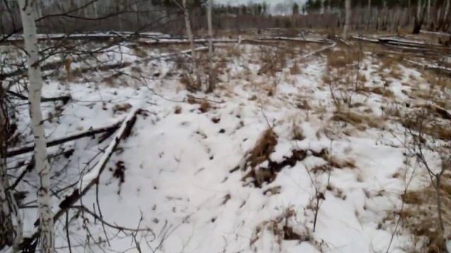 Попали с собакой в загон на касулю смотреть онлайн