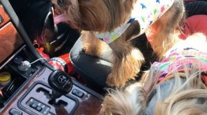DogVlog: ОТДЫХАЕМ НА ДАЧЕ | ЧТО Я БЕРУ СОБАКАМ С СОБОЙ НА ДАЧУ