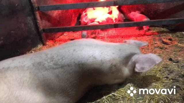 Хозяйство друга Свиновода//Поросята родившиеся в -22 смотреть онлайн