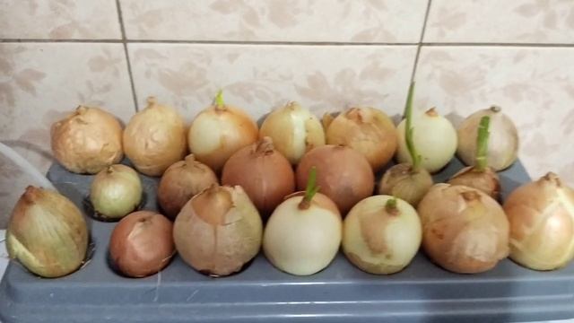Гидропонная домашняя установка для выращивания зелёного лука "Луковое счастье" смотреть онлайн