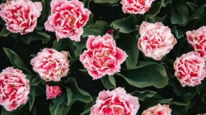 Штраус. Лучшее