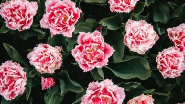 Штраус. Лучшее