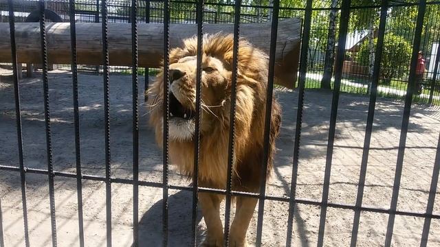Лев рычит!!! смотреть онлайн