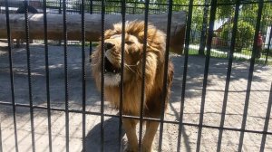 Лев рычит!!!