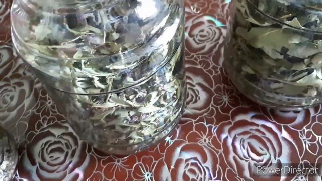 Запасаюсь травами Душицы-(мэтрюшкэ),Иван чай,зверобой,и немного полезных советов. смотреть онлайн