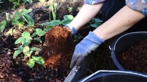 Как правильно рассыпать кору - мульчу на грядки с земляникой/клубникой