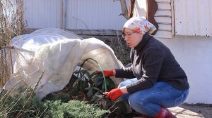 Раскрытие и обработка роз и рододендронов весной