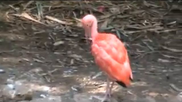 Хайфский зоопарк Октябрь 2011 Водоплавающие смотреть онлайн