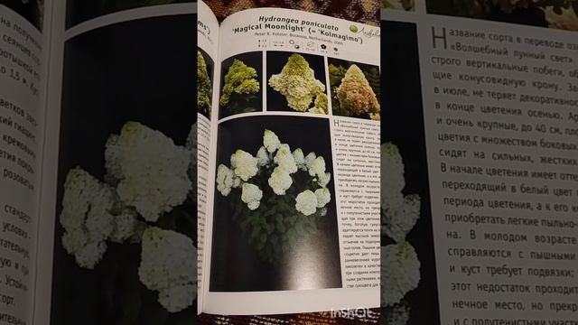 Каталог гортензии 23г.Из питомника Лесково. смотреть онлайн