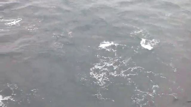 Переход Босфор-Севастополь, судно сопровождает стая дельфинов с альбиносом смотреть онлайн