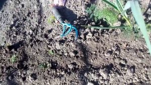 Посадка кукурузы на грядку с огурцами