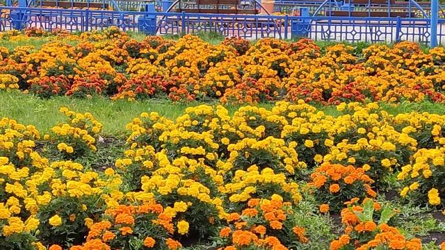 Бархатцы ?️?/ Marigolds ?️?