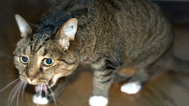 Кот хрипит и тяжело дышит: что делать смотреть онлайн