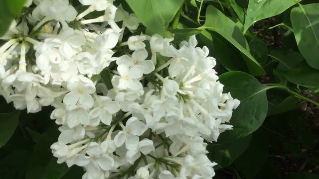 сорт сирени S v "Флора" www.sireni.ru смотреть онлайн