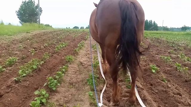 Окучеваем огороды на лошаде. смотреть онлайн