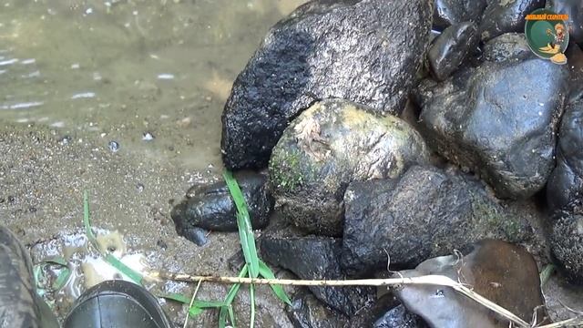 Минералы спутники золота. На ручей за золотом. смотреть онлайн