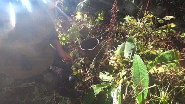 СБОР ОСЕННИХ ОПЯТ | собираем последние опята в лесу смотреть онлайн