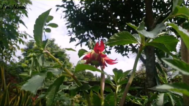 The way Red Dahlia Flowers(Dahlia Pinnata) grow in the world смотреть онлайн