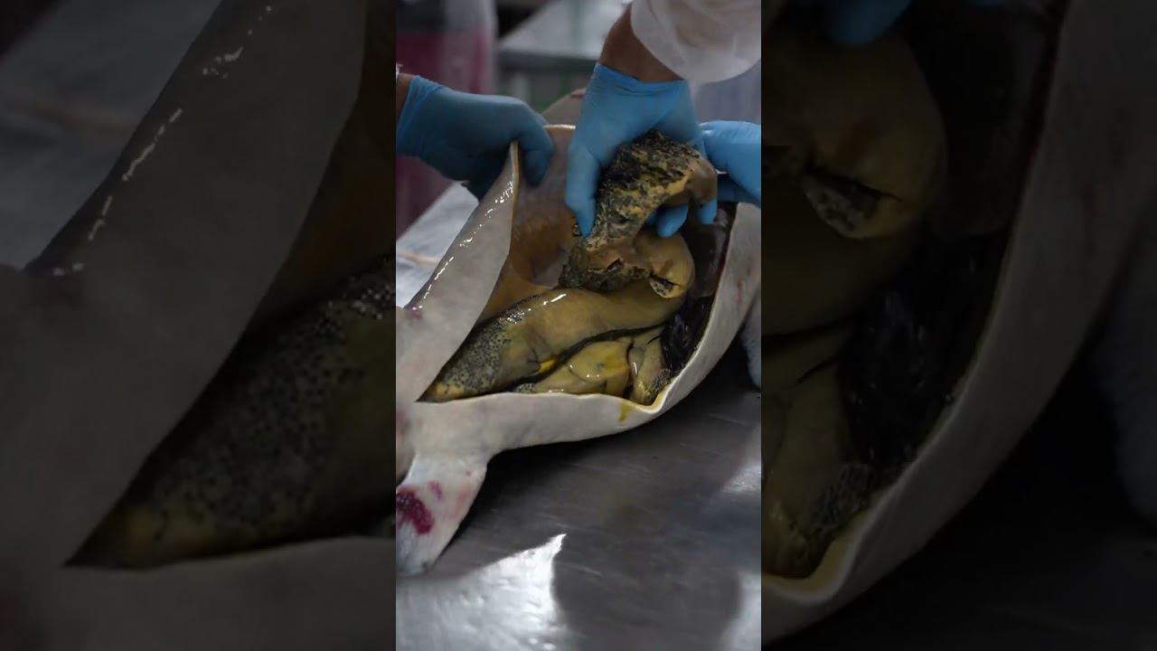 Гастроэкскурсии на производстве А-Икра #shorts смотреть онлайн