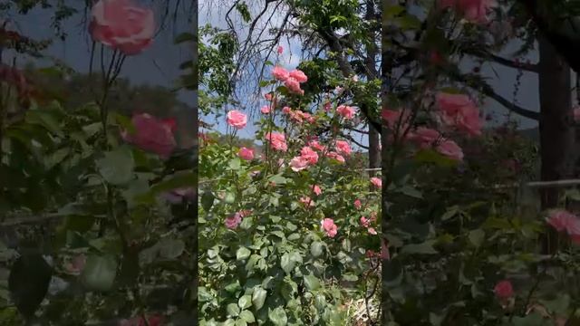 Розы цветы куст