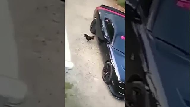 ДОМ В КОРОМ Я ЖИВУ