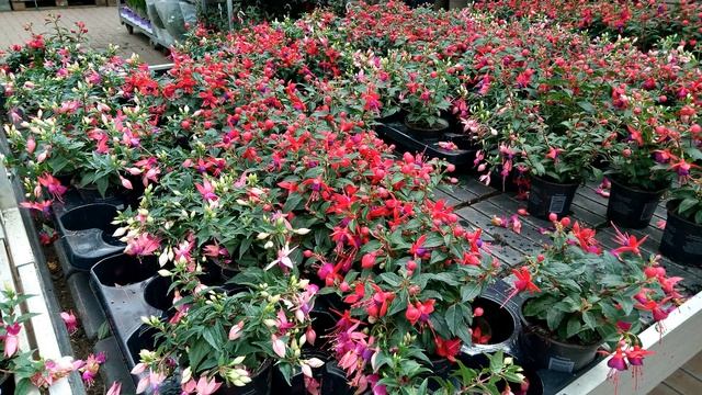 Как заработать на хобби. Два вопроса До смотреть онлайн