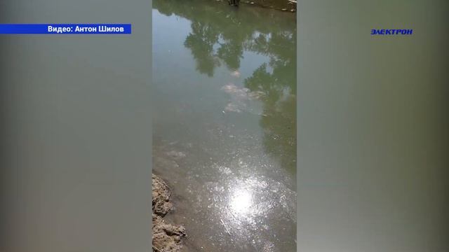 Специалисты установили причину гибели рыбы в реке Адагум. смотреть онлайн