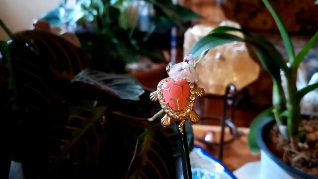 Descubrí la Flor de la Maranta o Planta de la Oración смотреть онлайн