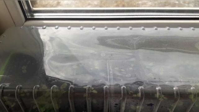 Разговор о цыплятах, рассада томатов, перцев и цветов..mp4 смотреть онлайн