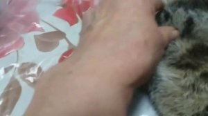 Ампутация лапки котика