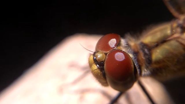 СТРЕКОЗА МакроСъёмка: DRAGONFLY Zoom 10x Macro (видео увеличение) смотреть онлайн