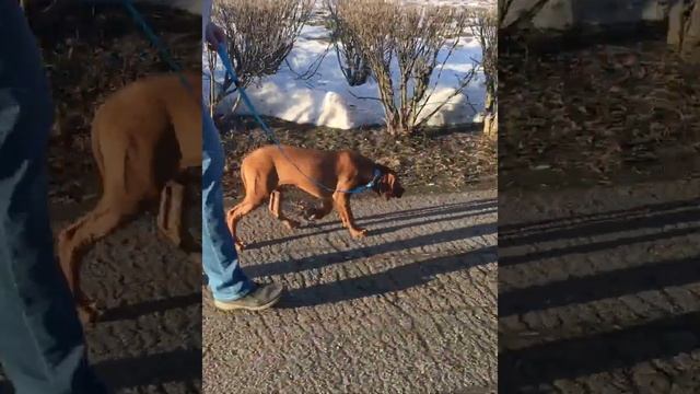 Бади - щенок родезийского риджбека ливерного окраса, 4 месяца смотреть онлайн