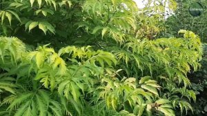 Бузина. Огляд сортів Блек Лейс, Плюмоза Аурея і Варієґата