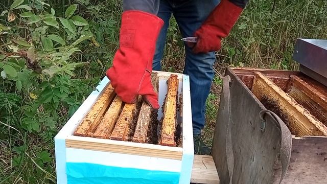 Дачная пасека #20 Расширение пасеки в августе за счет покупки пчел и проверка отводков бакфаст смотреть онлайн