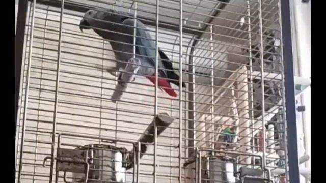 Этот попугай видел всё смотреть онлайн