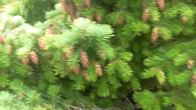 Южная Америка | Пунта-Аренас смотреть онлайн