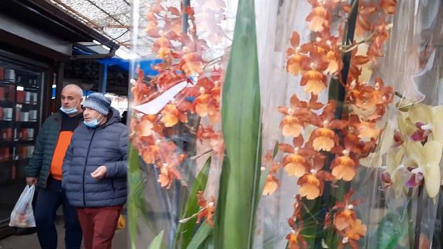 Орхидеи у Татьяны.Центральный рынок.Майкоп. смотреть онлайн