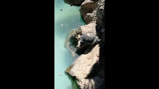 The Turtles смотреть онлайн