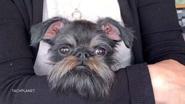 Бельгийский гриффон - из России в Норвегию. Griffon Bruxellois. 2020. 4K | TACHPLANET