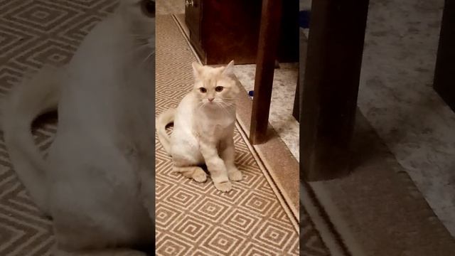 рыжик стесняется.